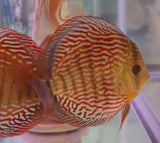 x2 Package - Red Turquoise Discus Sml 1"- 1 1/2" Each-Cichlid - Discus-www.YourFishStore.com