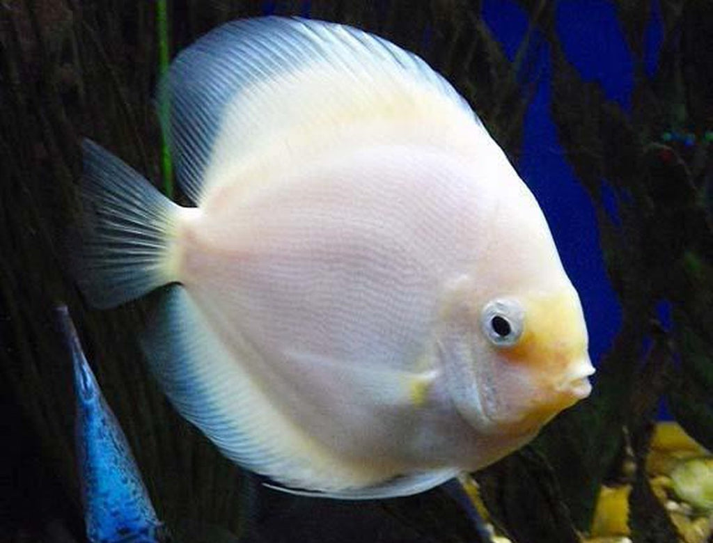 x2 Package - Snow White Discus  ~ Sml/Med 1 1/2" - 2 1/2" Each