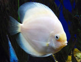 x2 Package - Snow White Discus ~ Sml/Med 1 1/2" - 2 1/2" Each-Cichlid - Discus-www.YourFishStore.com