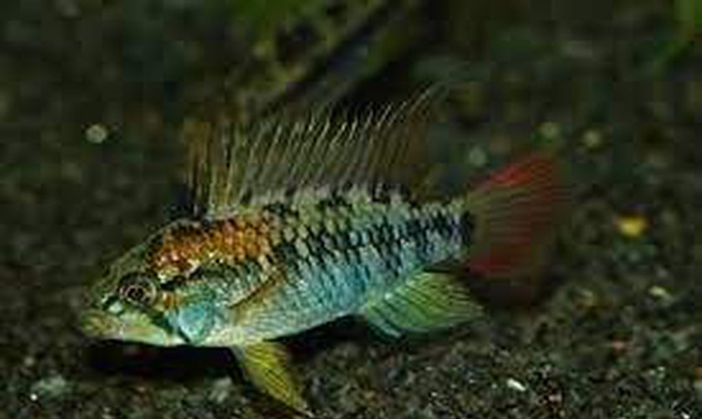 x2 Package - Super Red Apisto.Macmasteri Cichlid Male  Sml 1"- 1 1/2" Each