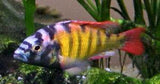 x2 Package - "Thick Skin" Haplochromis Cichlid Sml 1"- 1 1/2" Each-Cichlid - Miscellaneous-www.YourFishStore.com