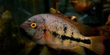 x2 Package - Vieja Hartwegi Cichlid Med 2" - 3" Each-Cichlid - Neotropical-www.YourFishStore.com