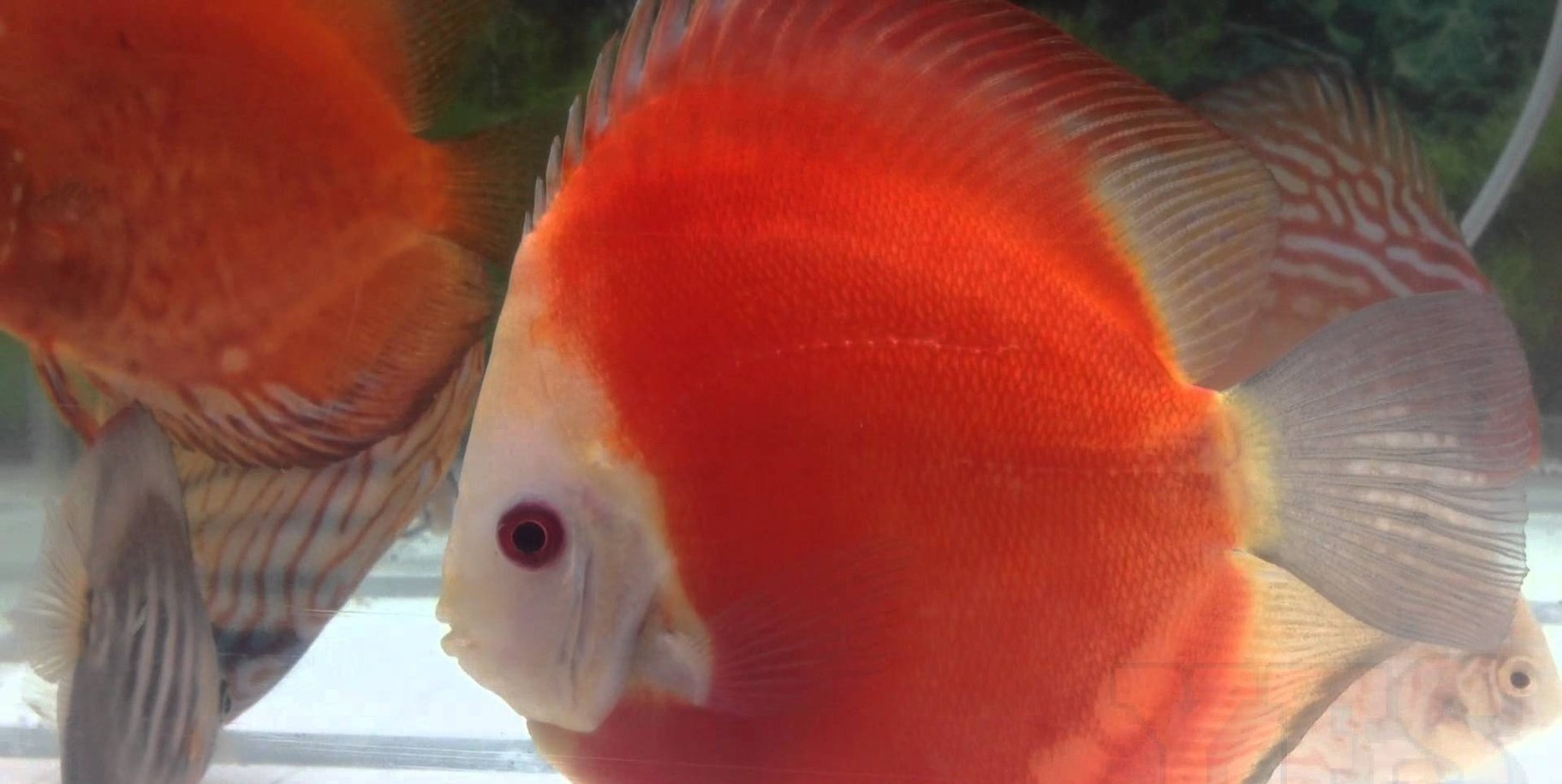 x2 Package - White Face Marlboro Discus Sml 1"- 1 1/2" Each-Cichlid - Discus-www.YourFishStore.com