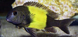 x2 Package - Yellow Band Tropheus Moorii Cichlid Sml 1"- 1 1/2" Each-Cichlid - Lake Tanganyikan-www.YourFishStore.com