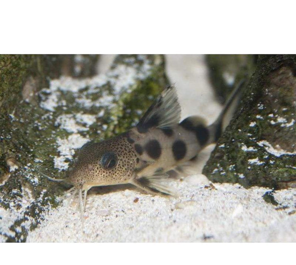 x2 Synodontis Valentiana Catfish Sml/Med 1" - 3" Each - Freshwater Fish Free Shipping