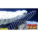 x2 (Two) Zebra Moray Eel Saltwater Fish Med/Lrg - PAIR-marine fish packages-www.YourFishStore.com