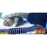 x2 (Two) Zebra Moray Eel Saltwater Fish Med/Lrg - PAIR-marine fish packages-www.YourFishStore.com