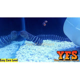 x2 (Two) Zebra Moray Eel Saltwater Fish Med/Lrg - PAIR-marine fish packages-www.YourFishStore.com