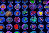 x20 Assorted Premium Frag Package-frag packages-www.YourFishStore.com
