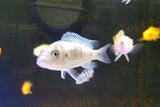 x25 African Cichlids / x5 Jellybean Parrot Package *Special*-Freshwater Fish Package-www.YourFishStore.com