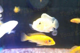 x25 African Cichlids / x5 Jellybean Parrot Package *Special*-Freshwater Fish Package-www.YourFishStore.com