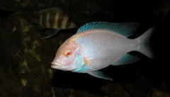 x3 Package - Albino Cyrtocara Moorii Cichlid Sml 1"- 1 1/2" Each-Cichlid - Lake Malawi-www.YourFishStore.com