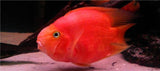 x3 Package - Blood Parrot Cichlid Sml 1"- 1 1/2" Each-Cichlid - Miscellaneous-www.YourFishStore.com