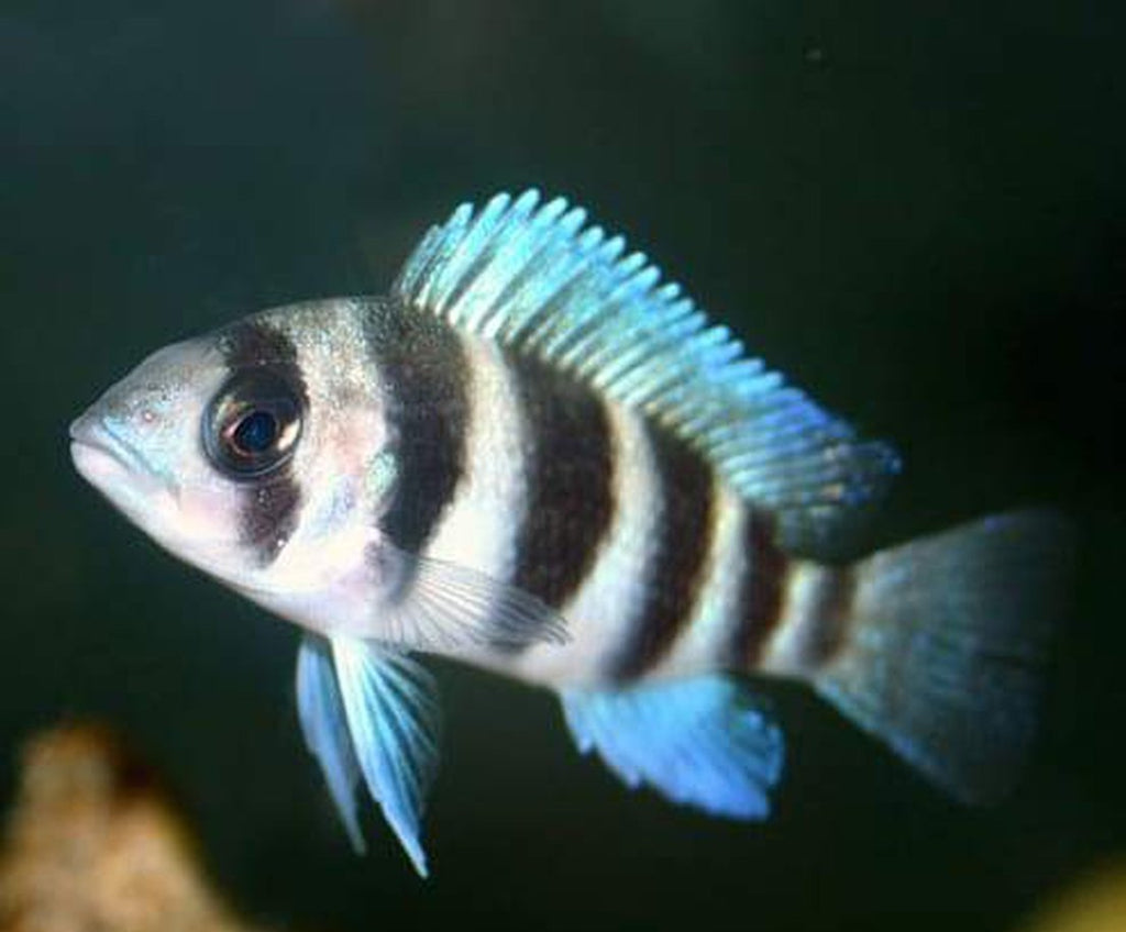 x3 Package - Cyphotilapia Frontosa Cichlid  Sml 1"- 1 1/2" Each