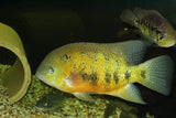 x3 Package - Herichthys Bocourti Cichlid Sml 1"- 1 1/2" Each-Cichlid - Neotropical-www.YourFishStore.com