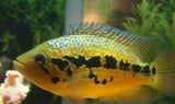 x3 Package - Loisellei Cichlid Sml 1"- 1 1/2" Each-Cichlid - Neotropical-www.YourFishStore.com