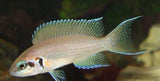 x3 Package - Neolamprologus Brichardi Cichlid Sml 1"- 1 1/2" Each-Cichlid - Lake Tanganyikan-www.YourFishStore.com