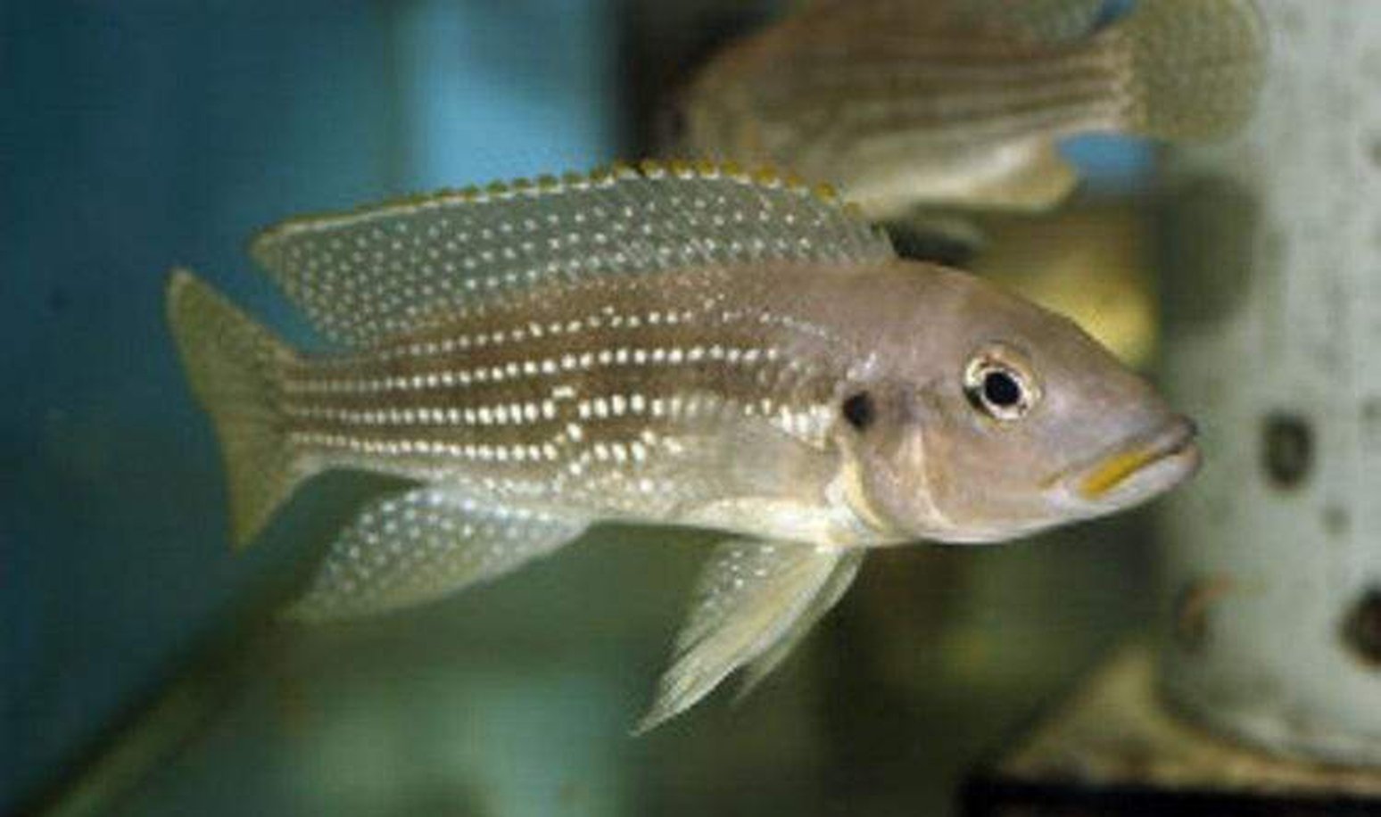 x3 Package - Neolamprologus Tetracanthus Cichlid Sml 1"- 1 1/2" Each-Cichlid - Lake Tanganyikan-www.YourFishStore.com