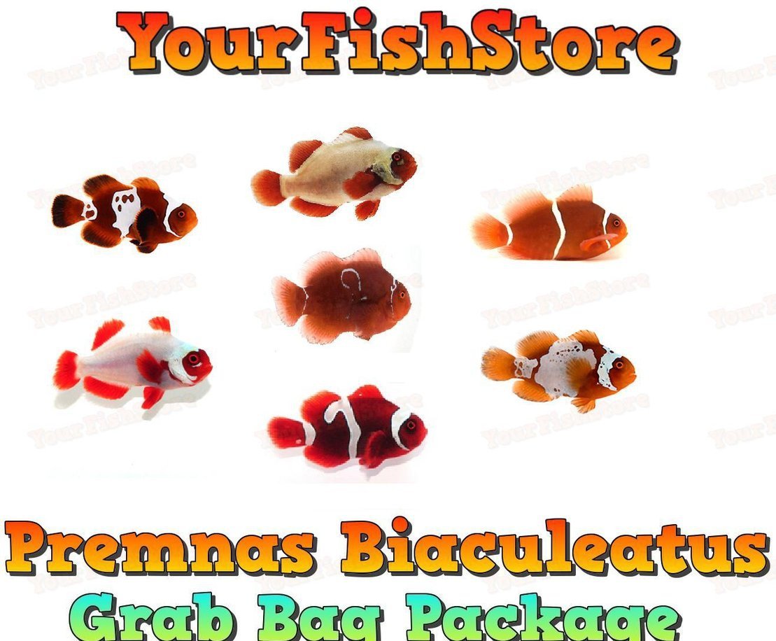 x4 Assorted Premnas Biaculeatus Clown Fish Grab Bag- Med Sizes +1 FREE Bubble Anemone Free Shipping-marine fish packages-www.YourFishStore.com
