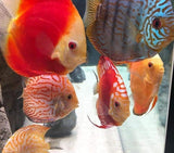 x4 Package - Assorted Discus Med 2"- 3 1/2" Each-Cichlid - Discus-www.YourFishStore.com