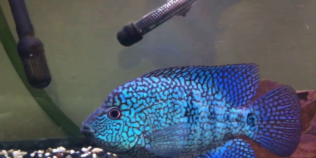x4 Package - Electric Blue Carpintis Cichlid  ~ Sml/Med 1 1/2" - 2 1/2" Each