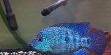x4 Package - Electric Blue Carpintis Cichlid ~ Sml/Med 1 1/2" - 2 1/2" Each-Cichlid - Neotropical-www.YourFishStore.com