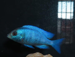 x4 Package - Gissel Placidochromis Phenochilus Cichlid Sml/Med 1 1/2" - 2 1/2" Each-Cichlid - Lake Malawi-www.YourFishStore.com