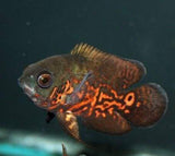 x4 Package - Tiger Oscar Sml 1"- 1 1/2" Each-Cichlid - Oscar-www.YourFishStore.com