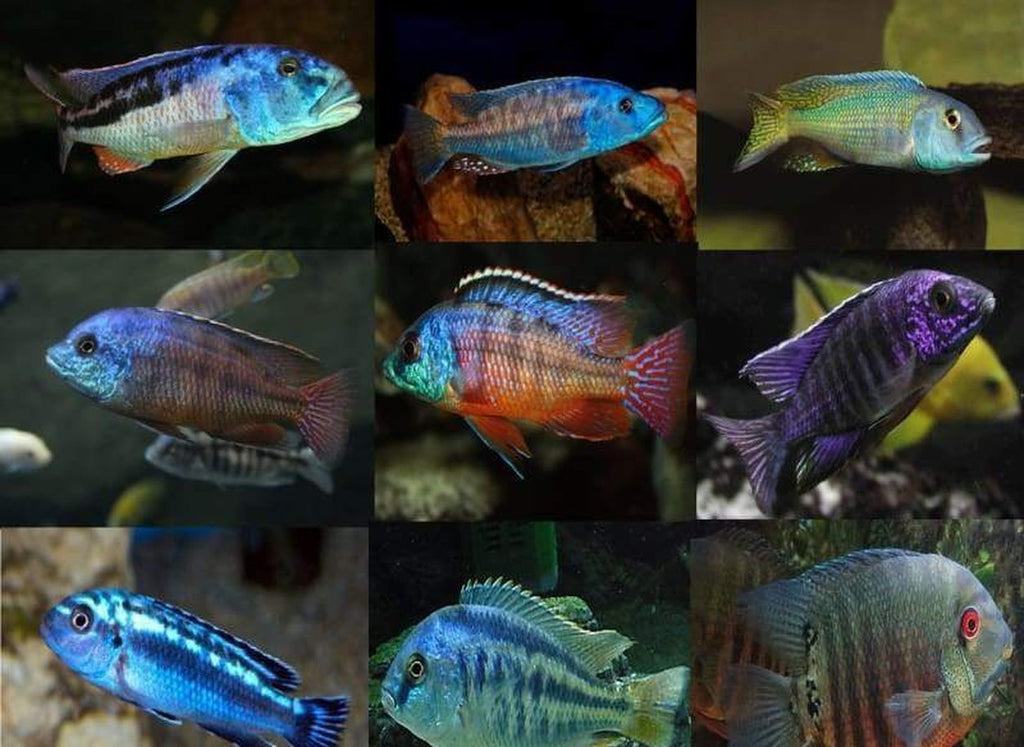 x5 Package - Assorted African Cichlid Lrg 4" - 5" Each