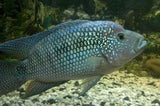 x5 Package - Jack Dempsey Cichlid Med 2" - 3" Each-Cichlid - Neotropical-www.YourFishStore.com