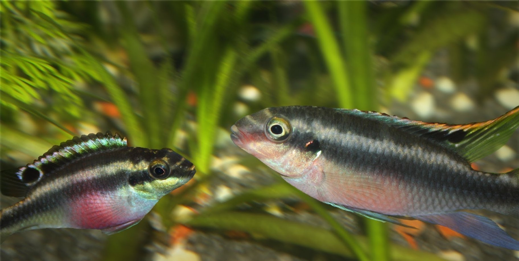 x5 Package - Kribensis Cichlid Med 2" - 3" Each-Cichlid - Miscellaneous-www.YourFishStore.com