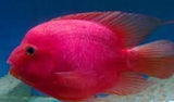 x5 Package - Purple King Kong Parrot Cichlid Lrg 4" - 5" Each-Cichlid - Miscellaneous-www.YourFishStore.com