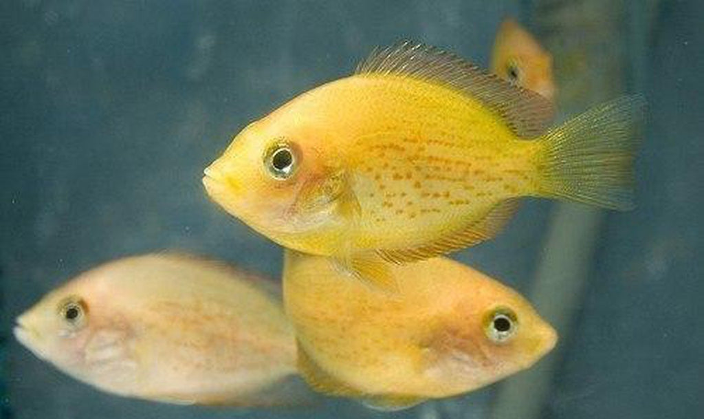 x5 Package - Red Chromide Cichlid  Sml 1"- 1 1/2" Each