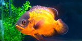x5 Package - Red Oscar Sml 1"- 1 1/2" Each-Cichlid - Oscar-www.YourFishStore.com
