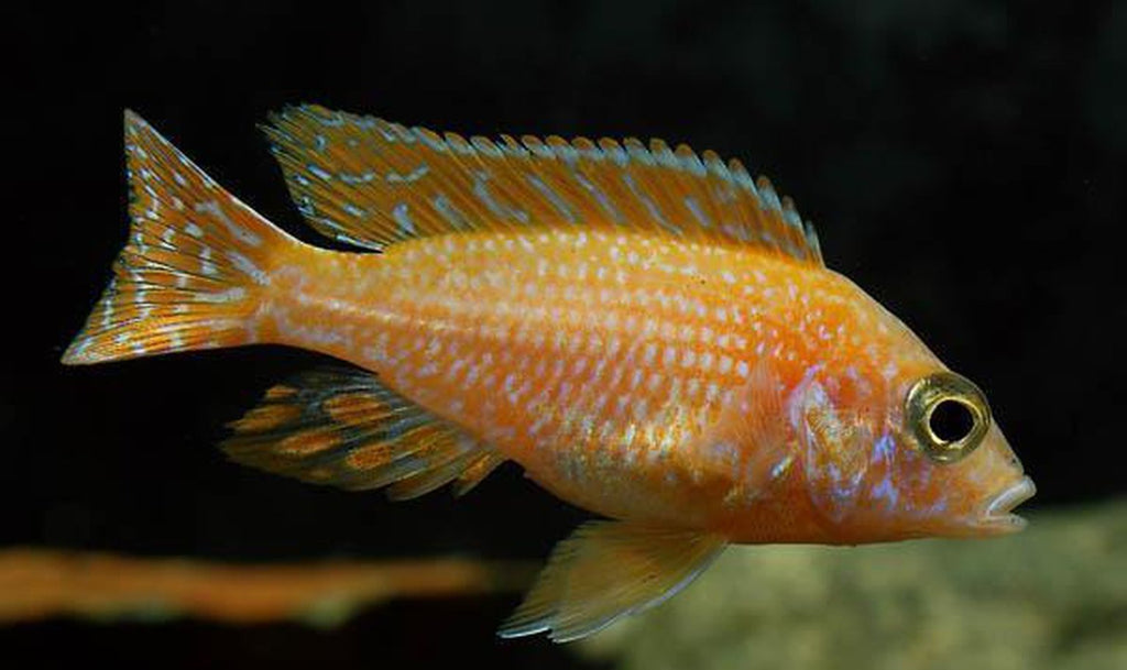 x5 Package - Strawberry Peacock Cichlid  Sml 1"- 1 1/2" Each