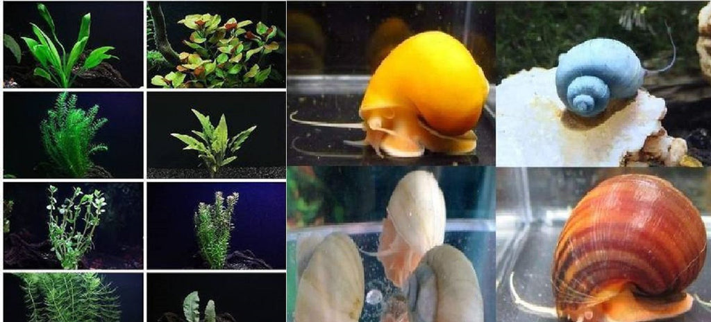 x50 Assorted Plants / x50 Assorted Mystery Snails Package