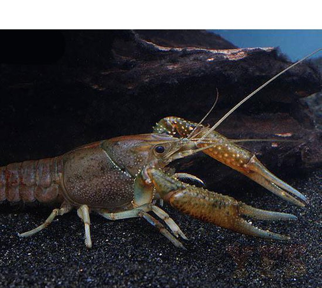 x50 Florida Crawfish Package - Procambarus Alleni - Fresh Water Fish