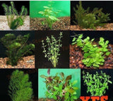 x6 Assorted Haplochromis Cichlids Lrg 4-6" Each Package + x10 Assorted Freshwater Plants - *Bulk Save-Freshwater Fish Package-www.YourFishStore.com