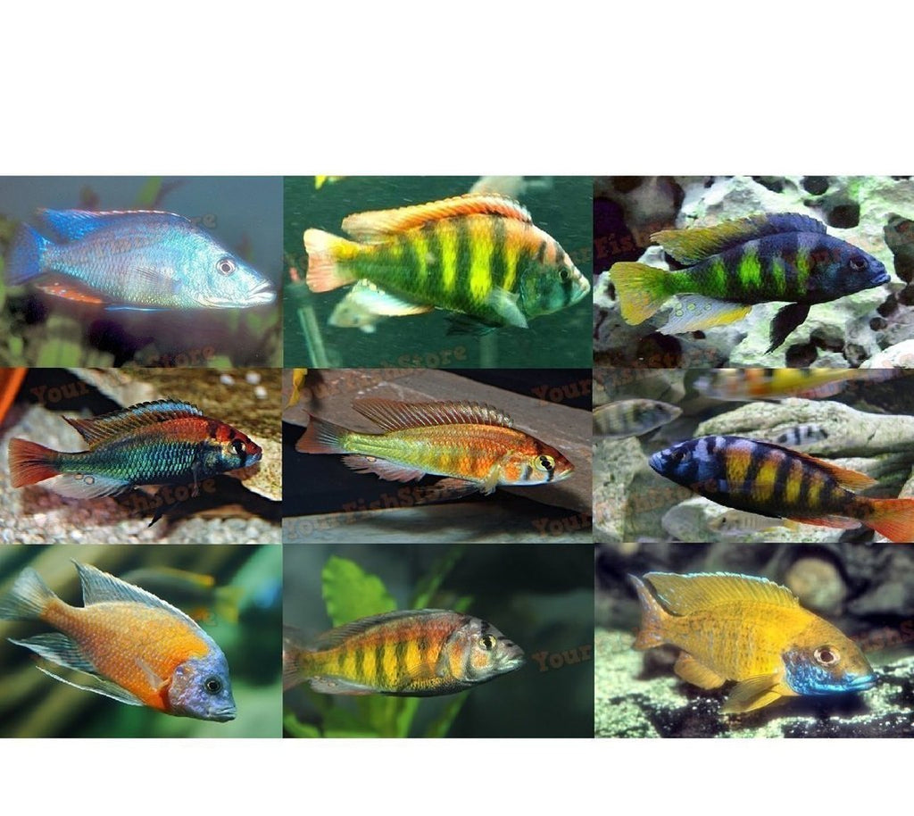 x6 Assorted Haplochromis Cichlids Lrg 4-6" Each Package + x10 Assorted Freshwater Plants - *Bulk Save