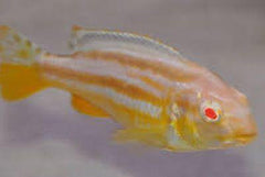 x6 Package - Albino Auratus Cichlid Sml 1"- 1 1/2" Each-Cichlid - Lake Malawi-www.YourFishStore.com