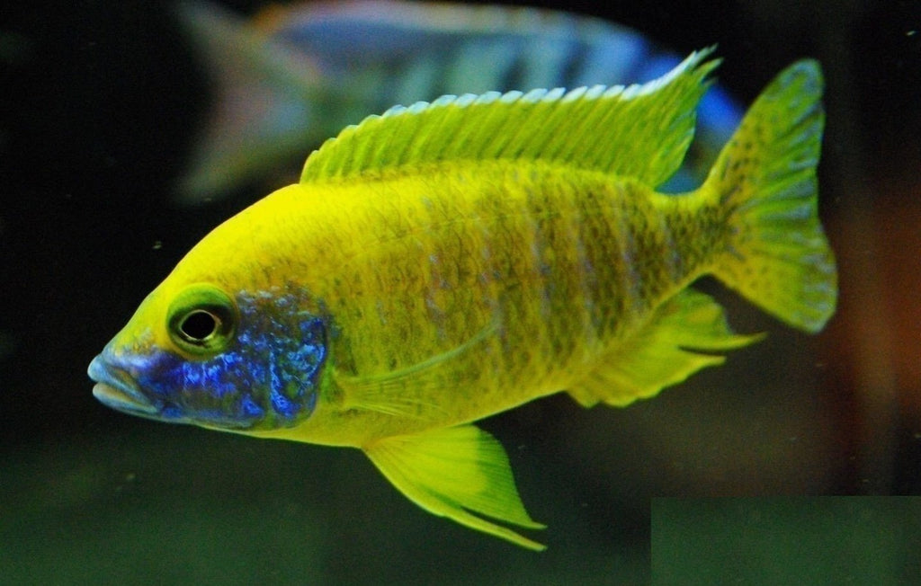 x6 Package - Sunshine Peacock Cichlid  Sml 1"- 1 1/2" Each