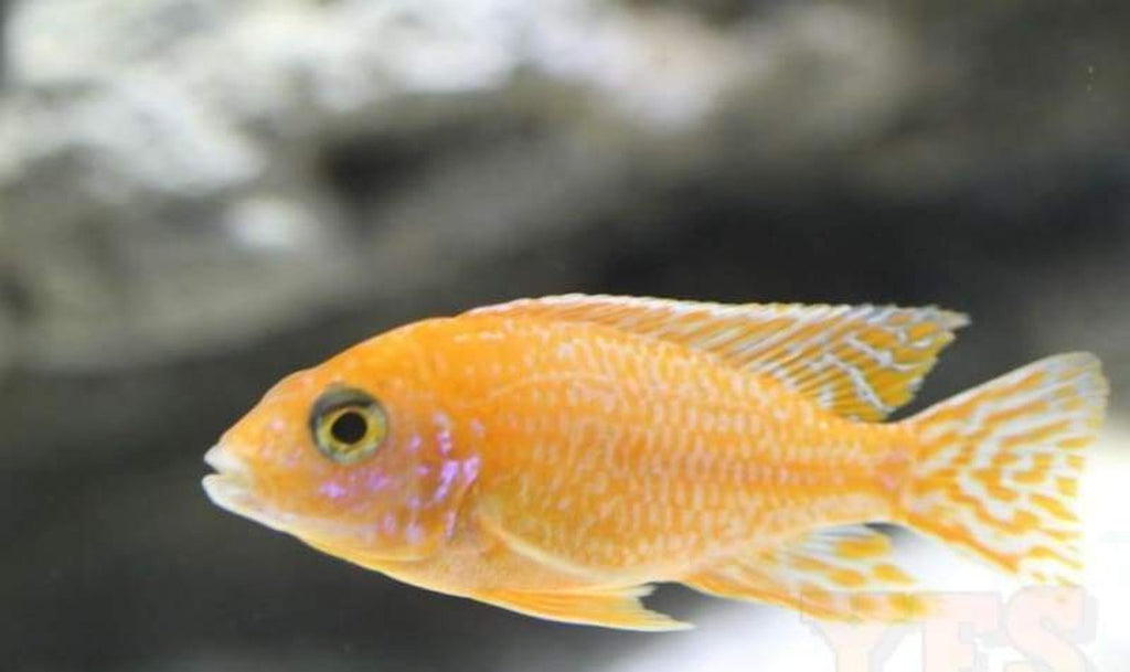 x7 Package - Ruby Crystal Peacock Cichlid  Sml 1"- 1 1/2" Each