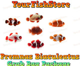 x8 Assorted Premnas Biaculeatus Clown Fish Grab Bag- Med Sizes +2 FREE Bubble Anemone Free Shipping-marine fish packages-www.YourFishStore.com