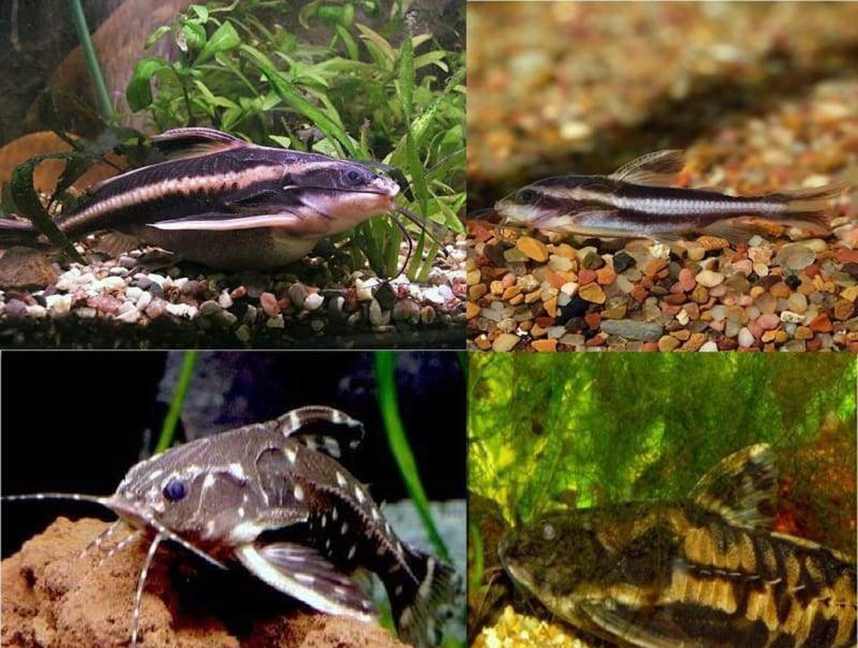 x8 Assorted Raphael Catfish Package - 2" - 3" Each-Freshwater Fish Package-www.YourFishStore.com