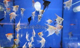 x8 Package - Assorted Fancy Angel Sml 1"- 1 1/2" Each-Cichlid - Angelfish-www.YourFishStore.com