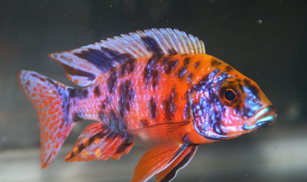 x8 Package - Orange Blotched Peacock Cichlid  Sml 1"- 1 1/2" Each