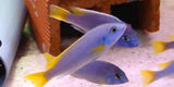 x8 Package - Pseudotropheus Acei Cichlid Sml 1"- 1 1/2" Each-Cichlid - Lake Malawi-www.YourFishStore.com