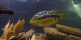 x8 Package - Salvini Cichlid ~ Sml/Med 1 1/2" - 2 1/2" Each-Cichlid - Neotropical-www.YourFishStore.com